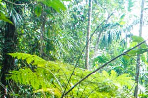 sinharaja rainforest