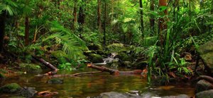 sinhara rainforest