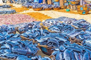 negombo vismarkt
